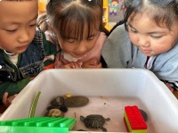 安居区白马幼儿园开展《你好，小乌龟》科学活动