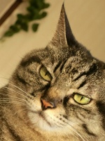 来临的“猫之日”！拍摄宠物猫与流浪猫的技巧