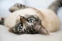 宠物小猫咪洗澡美容护理