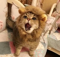 好用的猫咪用品，让猫奴一用就爱上