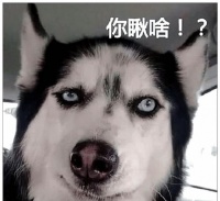 长毛哈士奇更注重毛发护理。
