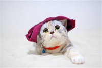 宠物猫美容要点