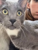 美国一位宠物主人称，自己从超市购买的一款廉价猫玩具，不幸害了自己心爱的猫咪