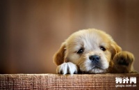 如何训练幼犬？