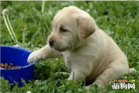 饲养幼犬需要注意哪些？
