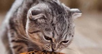 特殊时期猫咪应该吃什么猫粮？