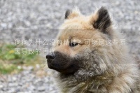 狗狗为什么没有精神？可能是这些原因导致的困扰