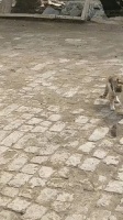 猫咪的娱乐生活