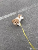 养狗消费狗狗衣服