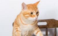 猫可以吃鱼粮吗(为什么)