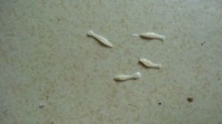 宠物便便有虫，速查病因！