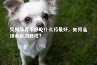 狗狗肠胃不好吃什么药最好，如何选择合适的药物？