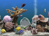热带鱼水族箱屏保下载