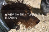 狗狗都有什么品种？了解各类犬种的特点与魅力