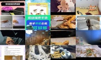 宠物蜥蜴多久喂一次食物