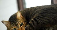 猫咪健康全攻略（从宠物到家庭成员）