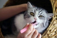 猫咪护理攻略大全
