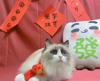 宠物市场：小猫新家指南