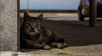 想养猫该如何选猫？按照一个人的性格来选，肯定错不了