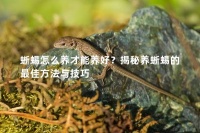 蜥蜴怎么养才能养好？揭秘养蜥蜴的最佳方法与技巧