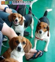 比格犬训练的全面指南（宠物培训专家教你如何让比格犬成为您的最佳伙伴）