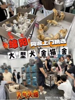 绵阳哪里卖宠物猫狗的选择性多?这里专业安全可亲自挑选宠物