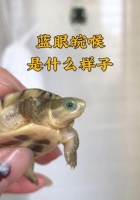 黄喉龟的饮食需求与营养摄入（以黄喉龟吃什么好？黄喉龟的饮食指南与建议）