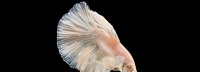 如何科学养护斗鱼，打造你的水族王国（从选购到饲养，这些技巧一定要知道）