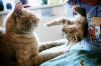 猫咪喜欢吃什么食物除了猫粮 哪种营养价值高