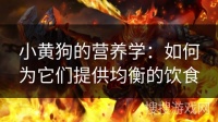 小黄狗的营养学：如何为它们提供均衡的饮食