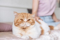 国产猫罐头什么牌子好吃？国产十大好吃猫罐头品牌排行榜