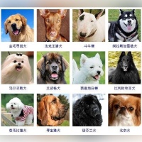 小狗狗吃什么？