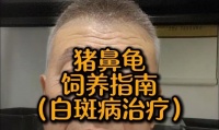 猪鼻龟的饲养方法（全面了解猪鼻龟的饲养技巧，让你的宠物更健康快乐）