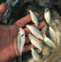 考察鱼苗基地，关注宠物鱼苗品质。