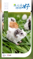 玉溪这个村把荷兰猪养成了“金豆豆”｜在云南样样好