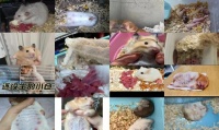 仓鼠怀孕过程视频
