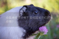 仓鼠寿命多少年？如何延长它们的生命期？