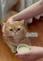 如何教育宠物好好吃饭（从饮食习惯养成到营养均衡掌握，全方位解决宠物不好好吃饭问题）