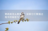 鹦鹉是怎么繁殖的？探索它们繁殖过程中的秘密与习性
