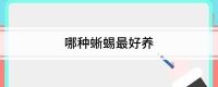 哪种蜥蜴最好养