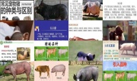 猪品种大全及图片名字
