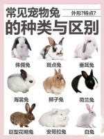 兔的种类与分布