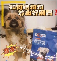 如何调理狗狗肠胃不好（宠物主人必看的肠胃调理方法）