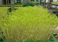 芽苗菜种植市场前景如何 芽苗菜种植市场前景看好吗？