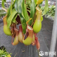 [猪笼草盆栽批发]猪笼草盆栽价格16.5元/盆