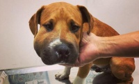 胆小比特犬遭蛇吻，妈妈心急发文求救，网友供血清48小时恢复帅脸