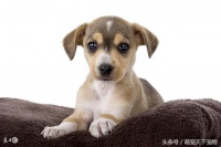 犬食物合理营养配比及不能吃的食物！
