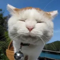 萌宠鉴：猫咪大集，萌态百出
