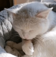 17岁老龄猫咪肾衰坚持「中药调理」，效果极佳！