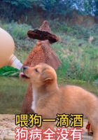 狗生病了，如何正确饮食照顾？（为你的宠物提供健康饮食，助其康复）